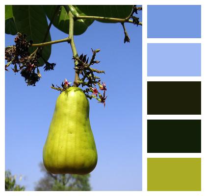 Tree Fruit Cashew Nuts Image